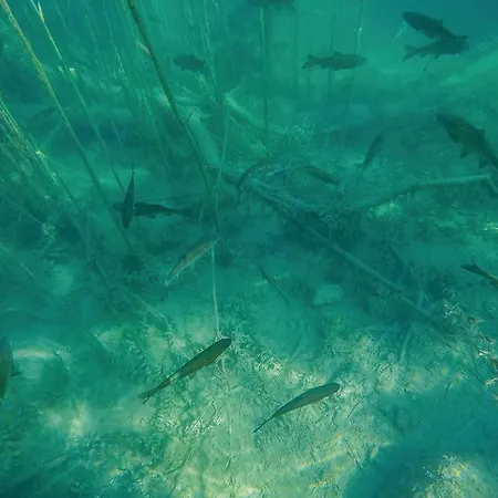 Amazing In With Wifi * Oklaj