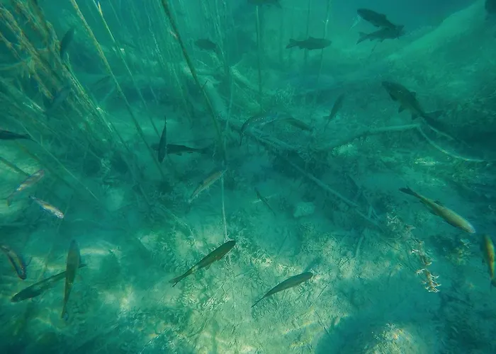 Amazing In With Wifi * Oklaj